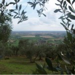Il panorama e l'oliveto