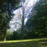 Lo splendido parco "verde" di Villa Baciocchi a Capannoli