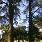 Alcuni dei maestosi alberi del Parco di Villa Baciocchi