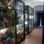 Il museo civico zoologico con l'ampia collezione di animali tassidermizzati
