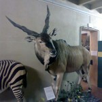 Gli animali del Museo civico zoologico di Villa Baciocchi