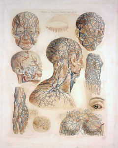 Fino al 1° ottobre il Museo della Grafica ospita la mostra la mostra Anatomia. Realtà e rappresentazione
